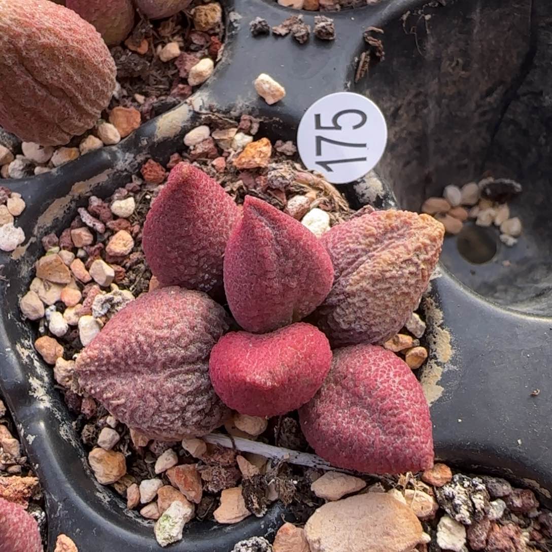 301号水泡多肉植物175