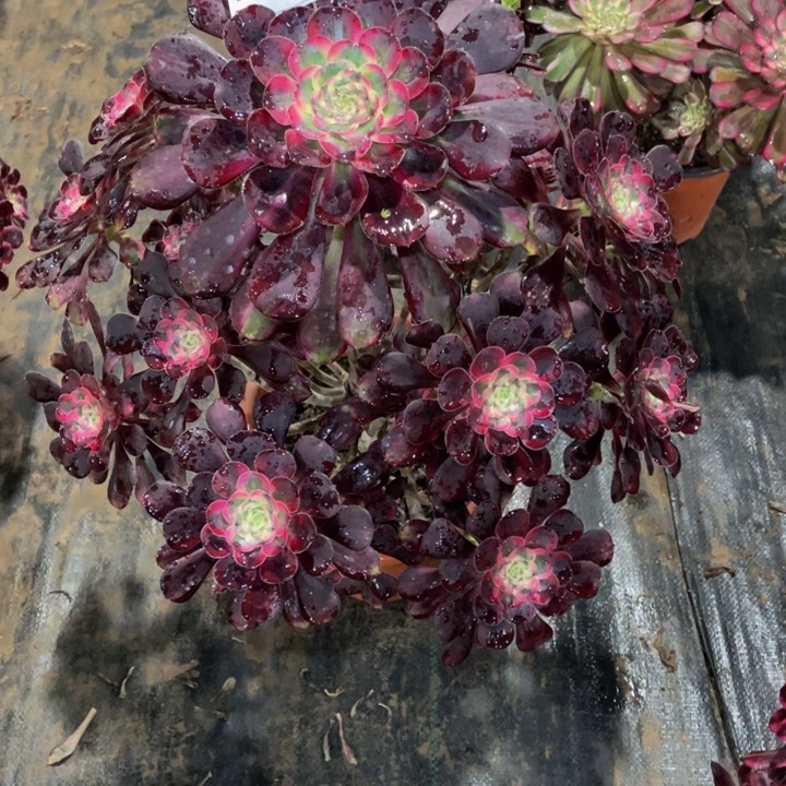 ℒ****694丽娜111111多肉