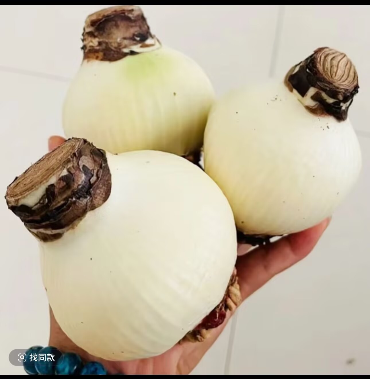 朱顶红大球7-8厘米 