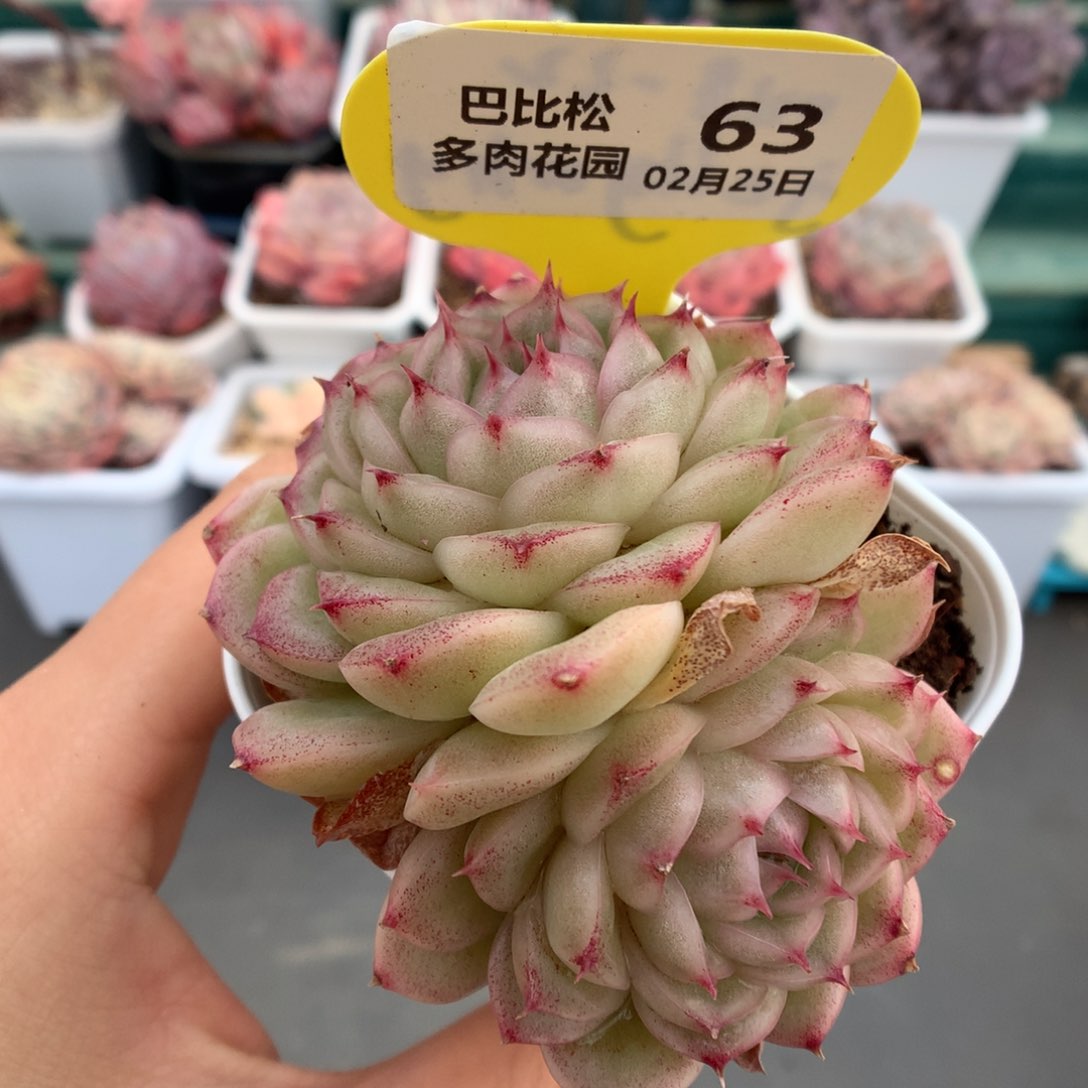 63肥肥双头麦杆多肉植物