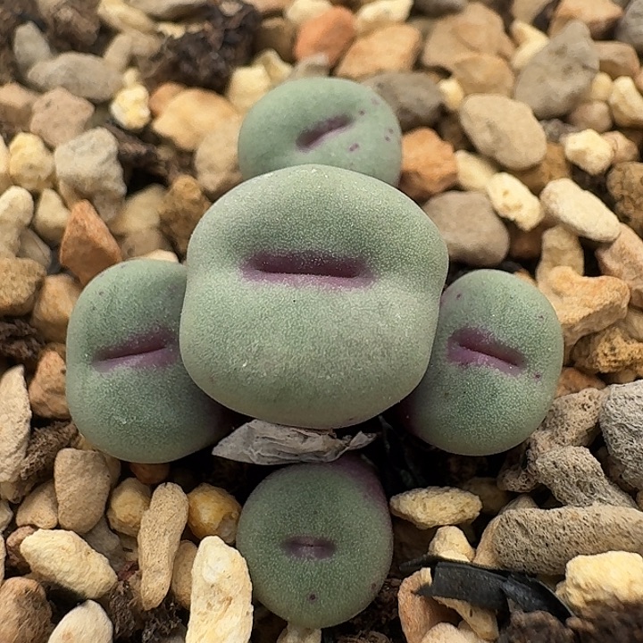 118 小红嘴肉锥。    