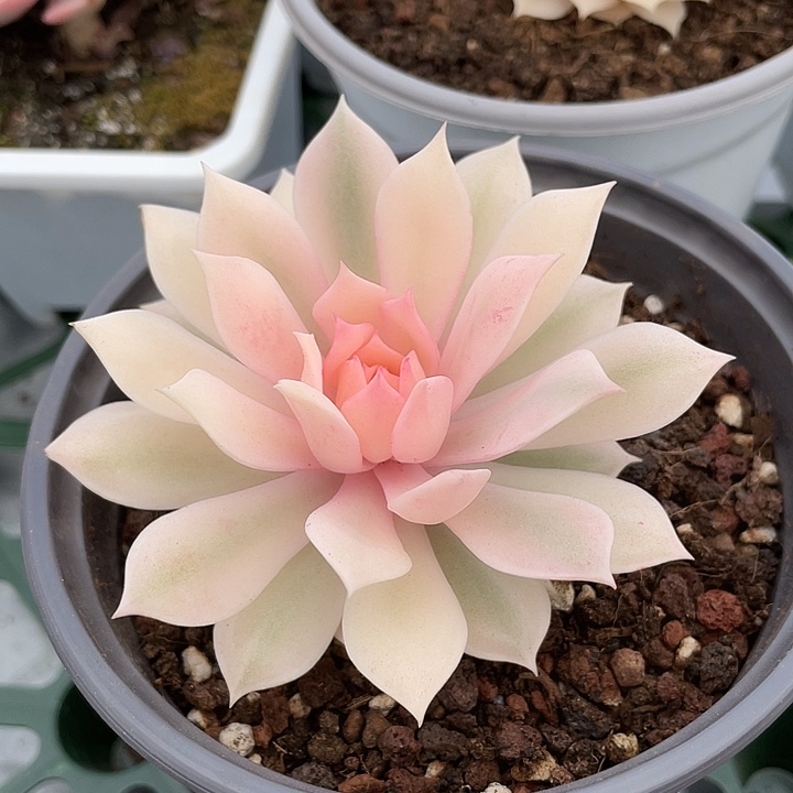 F****d粉蝶锦。锦龙多肉园艺