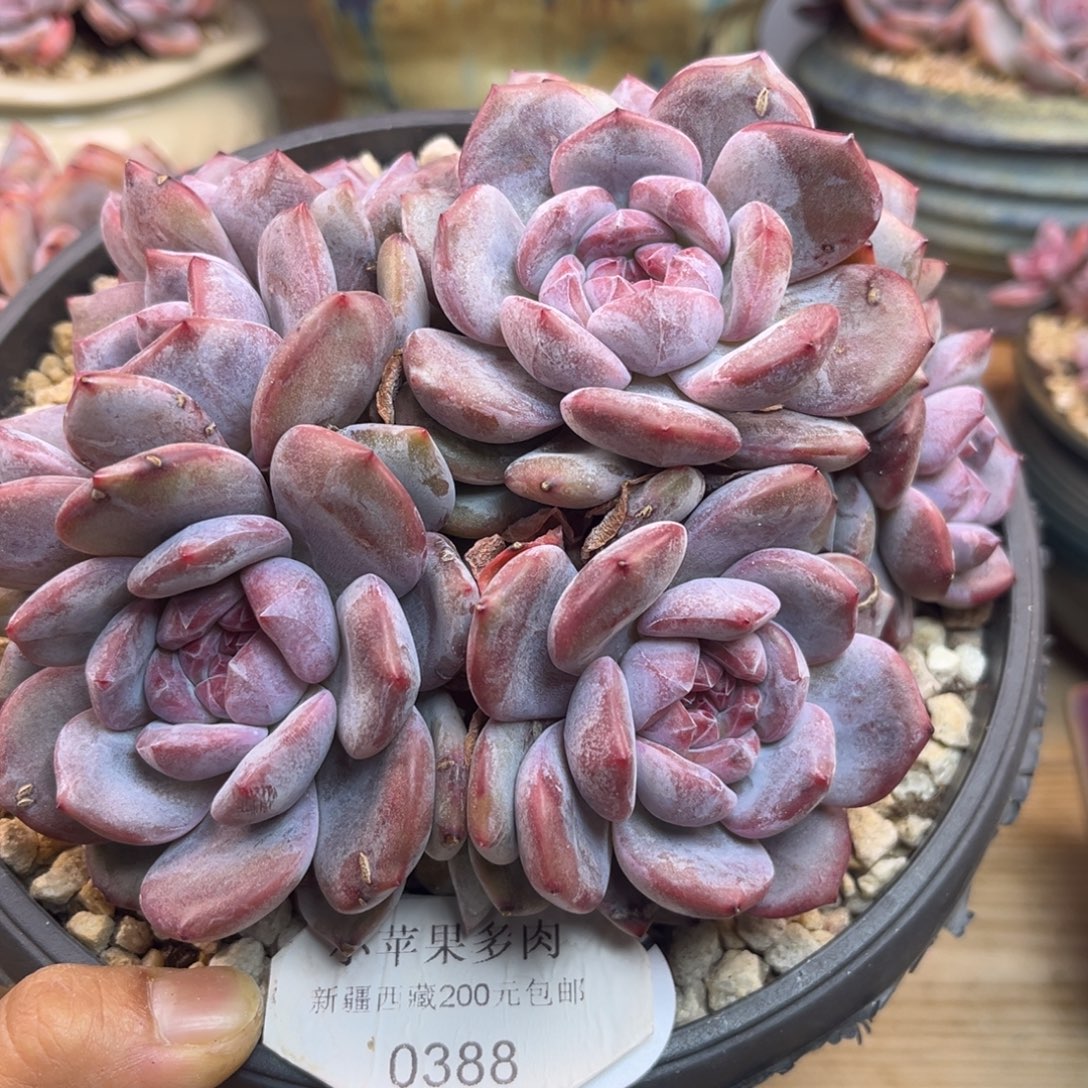 紫皮紫心388/16cm7头