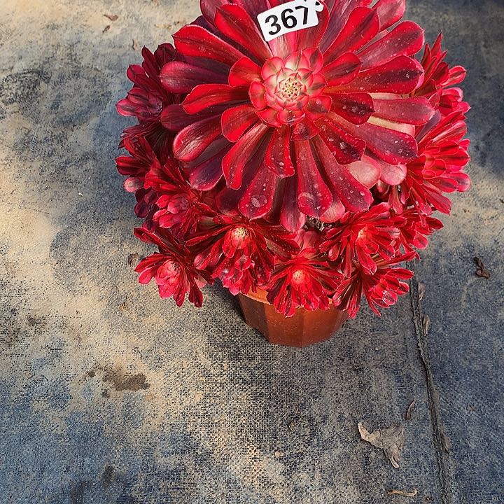 多肉红铜白3670000