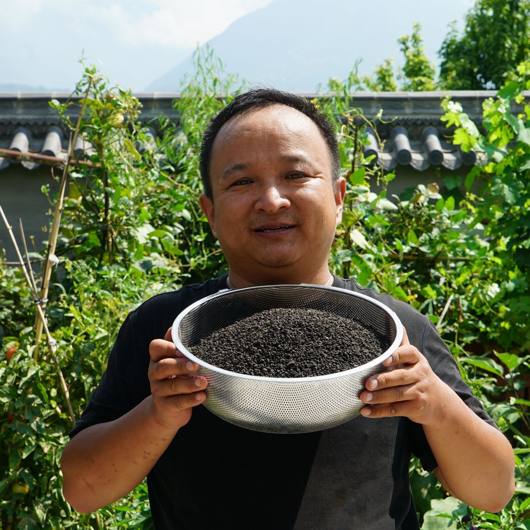 补骨脂 云南补骨脂 生补骨脂种植的