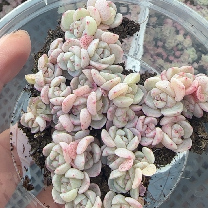 迟***好75号王者系列种播苗一盒