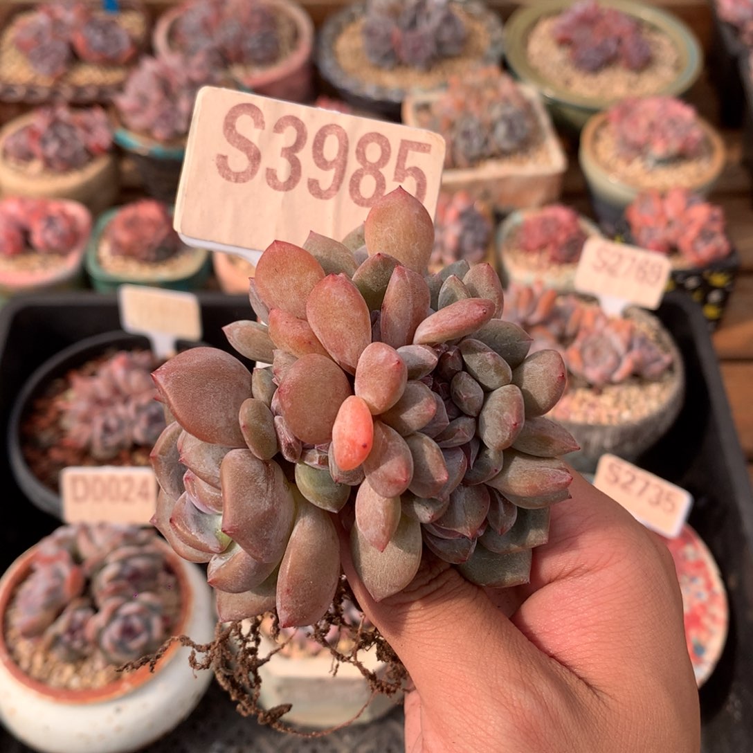 S3985 石榴籽星影缀 有砍 8cm