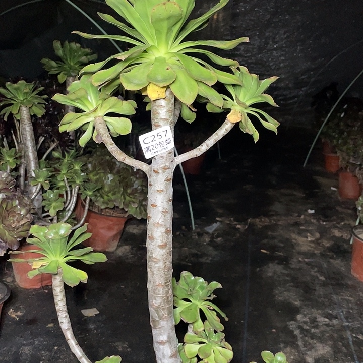 半***过257燕姿中斑多肉法师