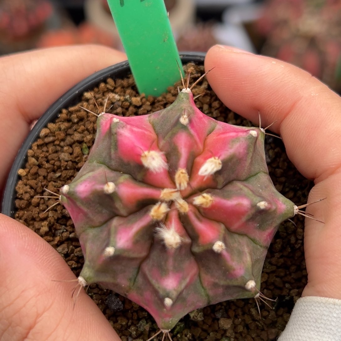 泰系侧芽粉砖A105