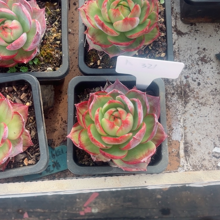 是***否惊鸿仙子多肉植物A320,321