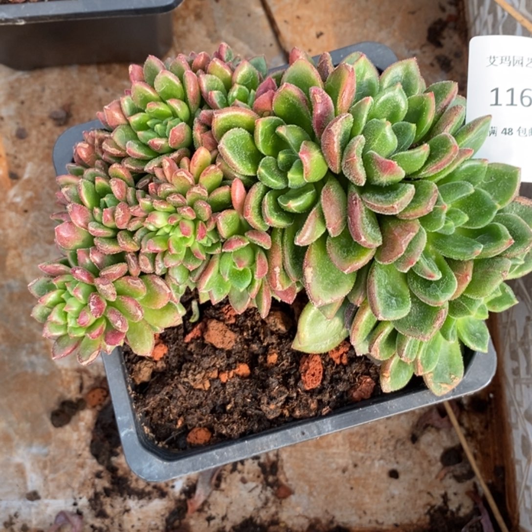 红唇缀化多肉多肉1169