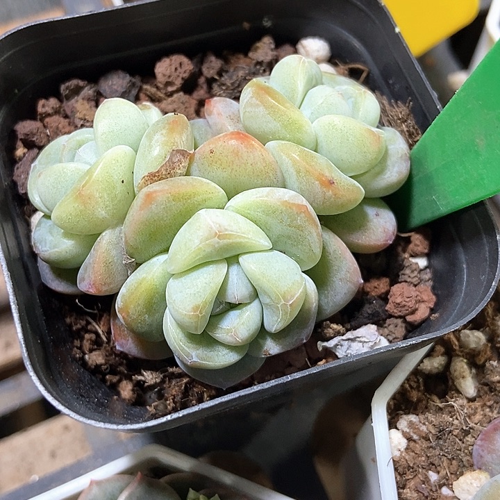 多肉植物冰玉839
