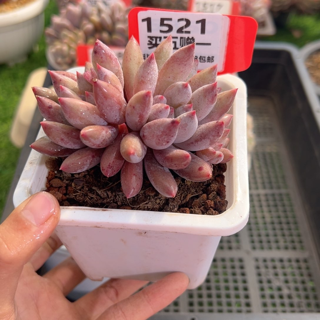 表妹精品多肉1521.