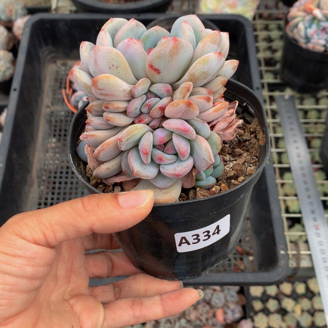 334星星橙多头一个多礼拜啦