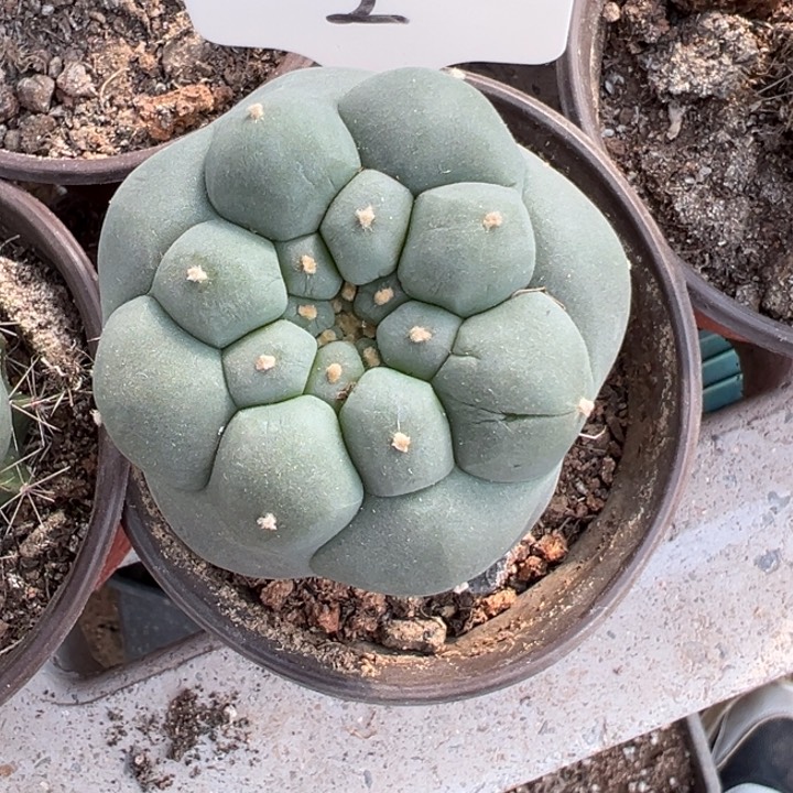 海鲜仙人球二号开花