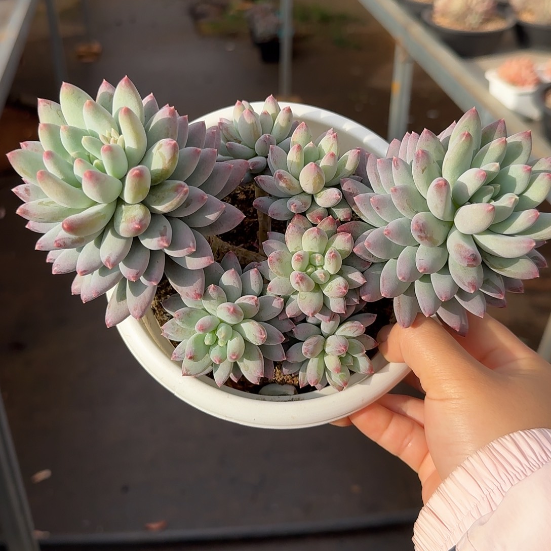 星月菩提整无砍群生多肉