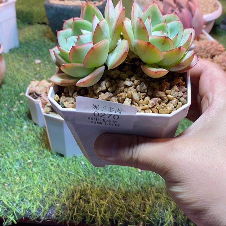 0270啊啊啊啊啊啊啊啊啊啊