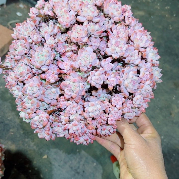 精品多肉植物老桩