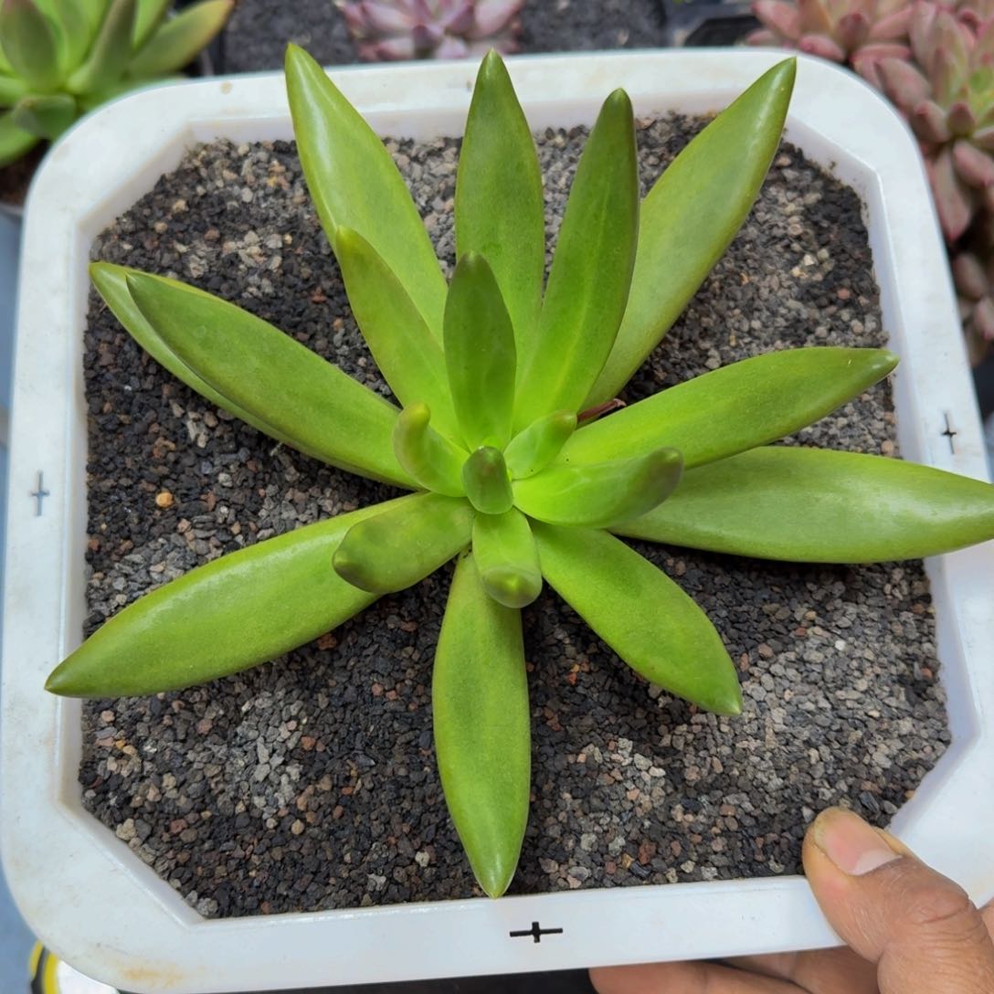 小**周小米周朵唯菲一颗