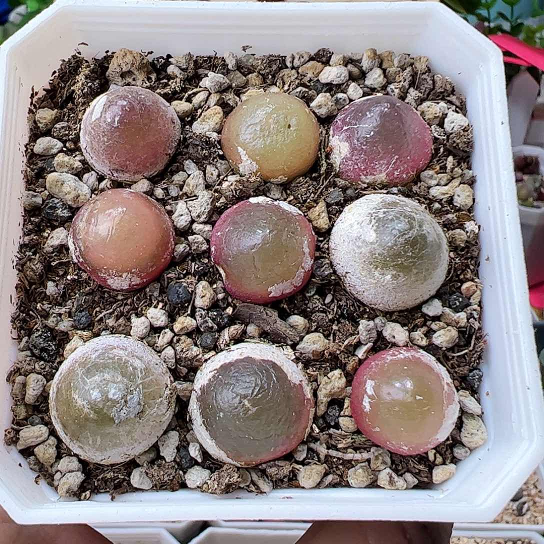 灯泡可带盆发………………