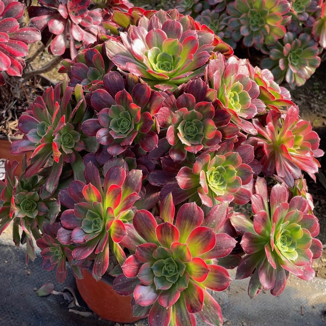 星*379安娜彩虹锦精品法师多肉