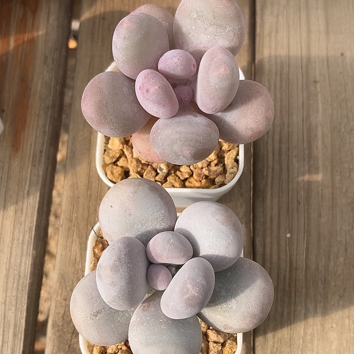 ღ***美小美奶酪两颗专拍