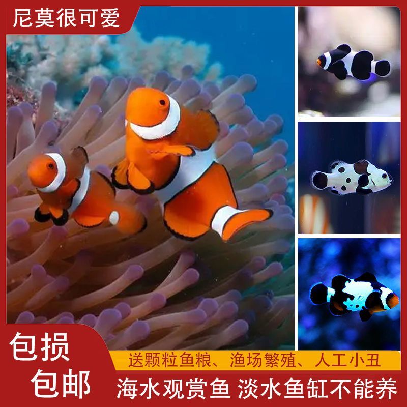 公子人工小丑鱼尼莫观赏鱼海水奥黑黑冰雪印闯缸鱼黑背心海水鱼