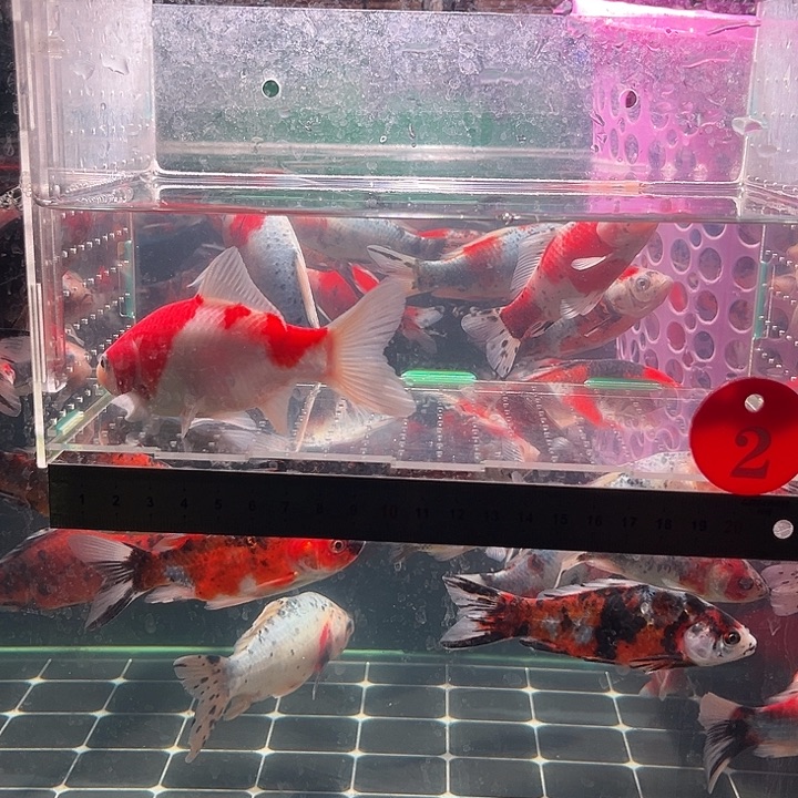 金鱼包邮12345678