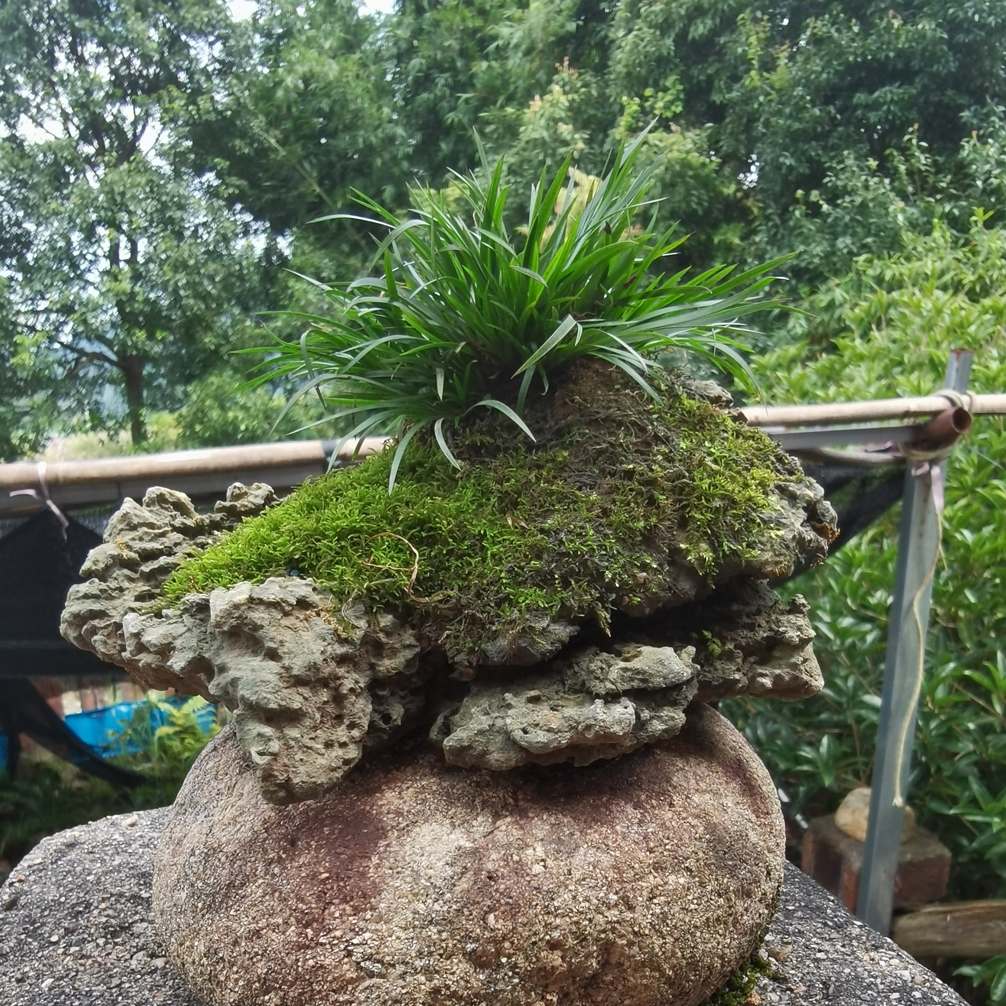 英德石附石菖蒲，微景观菖蒲罗汉松精美雅致懒人绿植盆栽