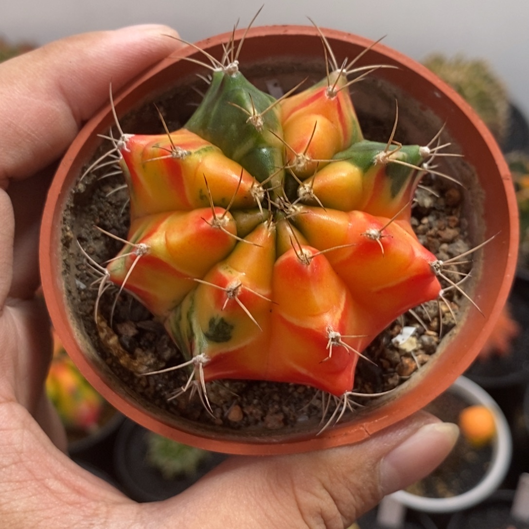 最***～精品米哈—带盆和土