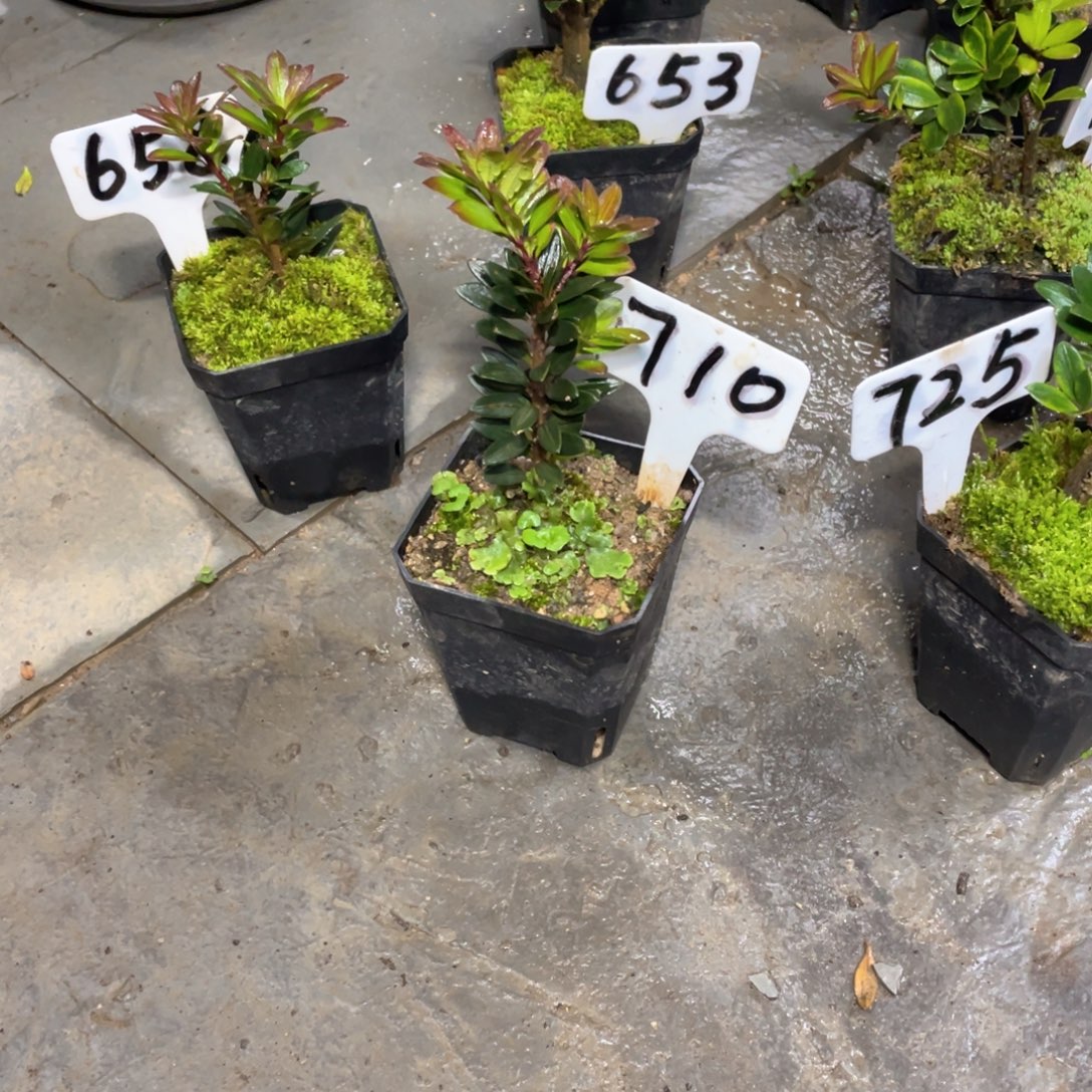 用***0以实际为准罗汉松罗汉松