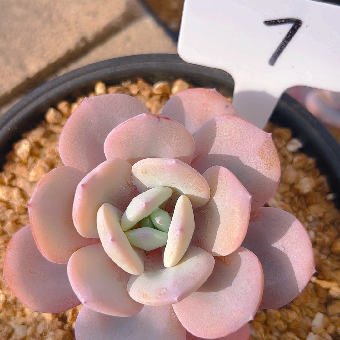 小奶茶7号一物一拍