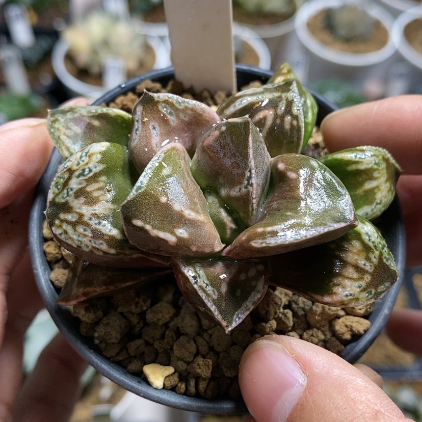 【闪购商品】186变异铜雀台