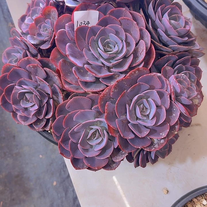 风***1034尘埃玫瑰多肉植物