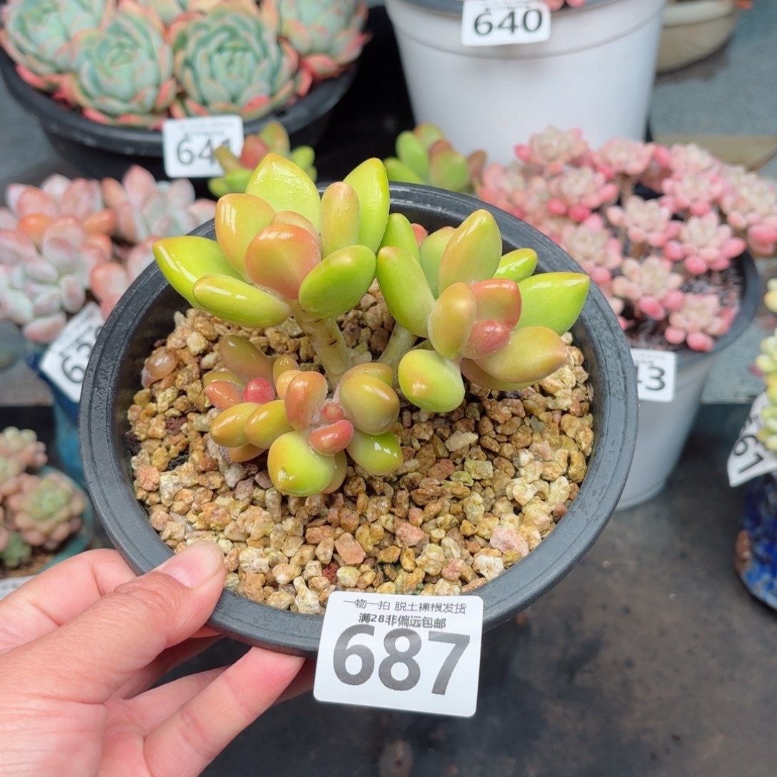 芒果KK奶无盆土发货