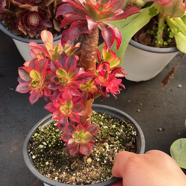 12魅影老桩多肉植物植物