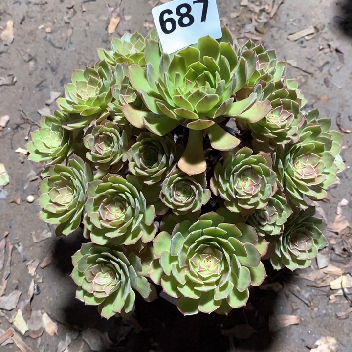 植物一物一拍687