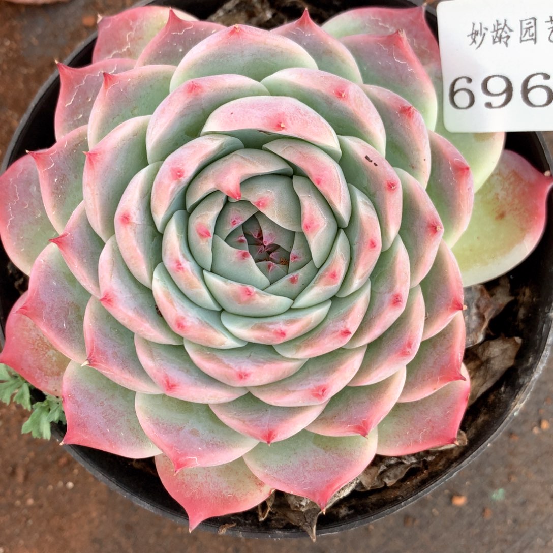 6961瑕疵不售后特价