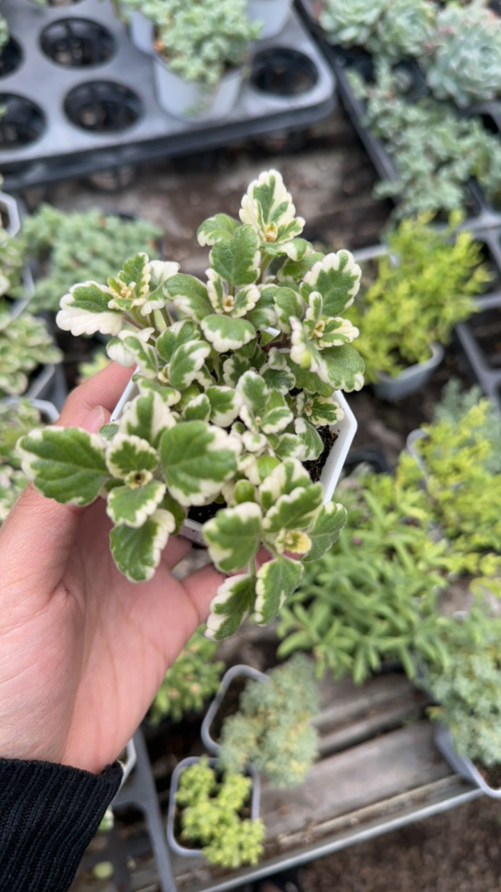 香妃草锦绿植盆栽室内阳台吊篮易养乔迁新居装饰盆景