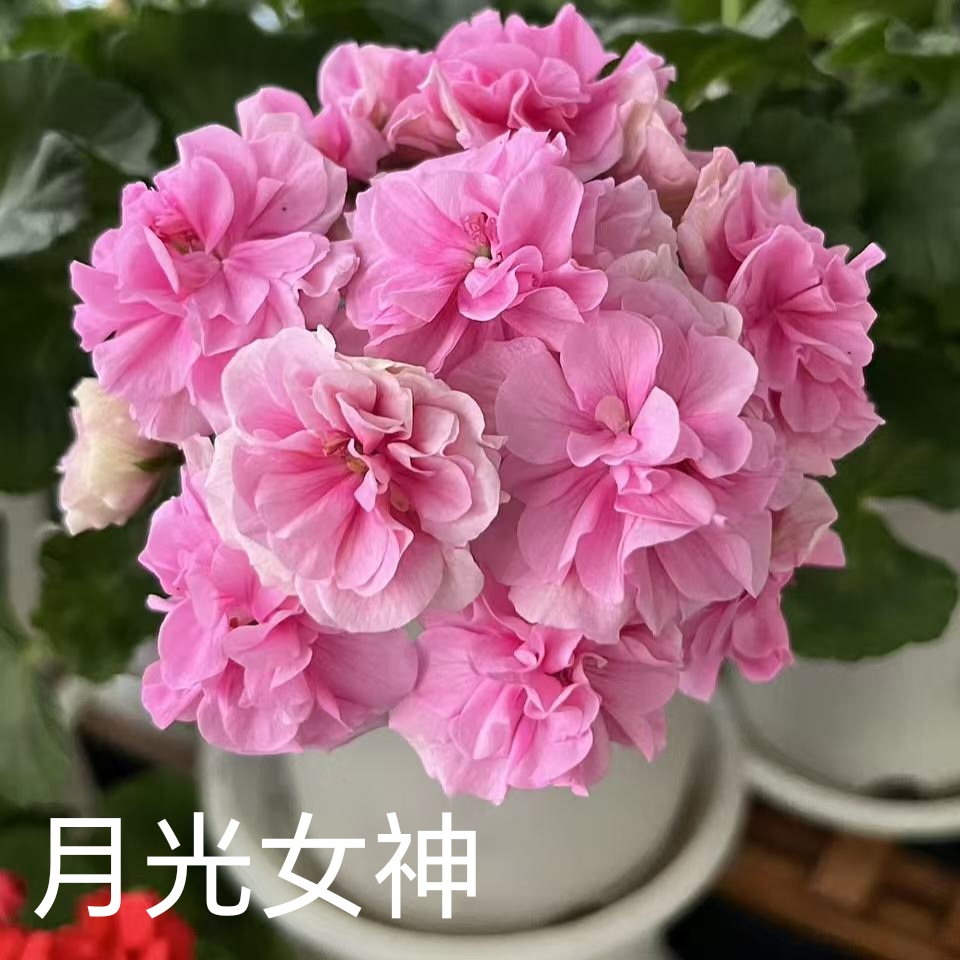 【月光女神】半兽系重瓣天竺葵