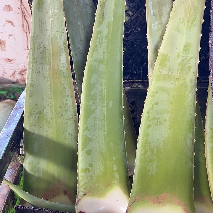 无花朵3片食用叶片，每片700一800克