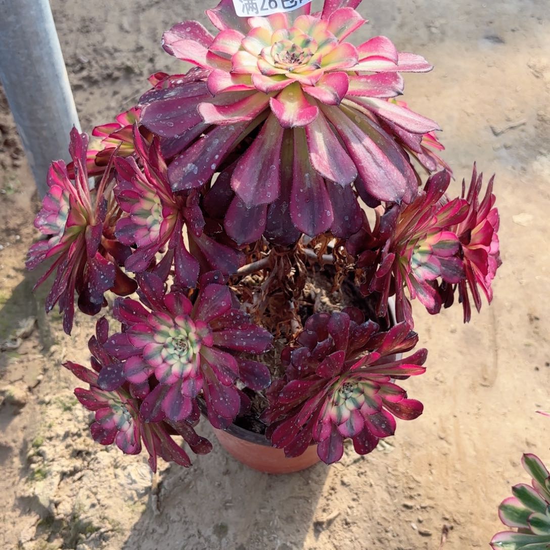 8386月蝉多肉1111