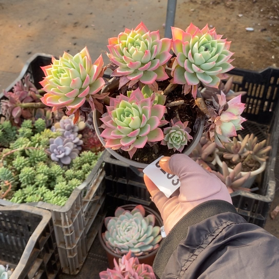 嘿****6203三色堇一物一拍