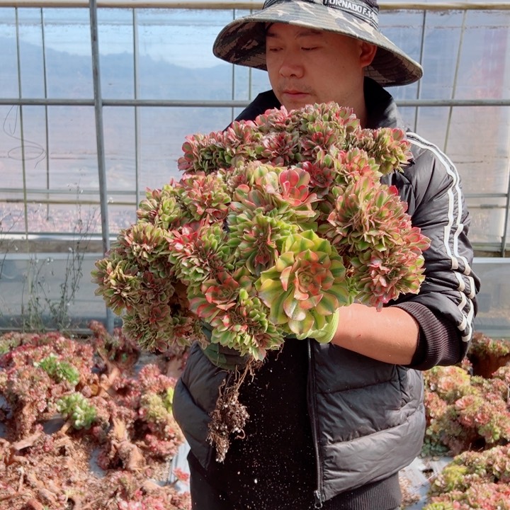 大颗红袖醉话多肉法师5号多肉法师