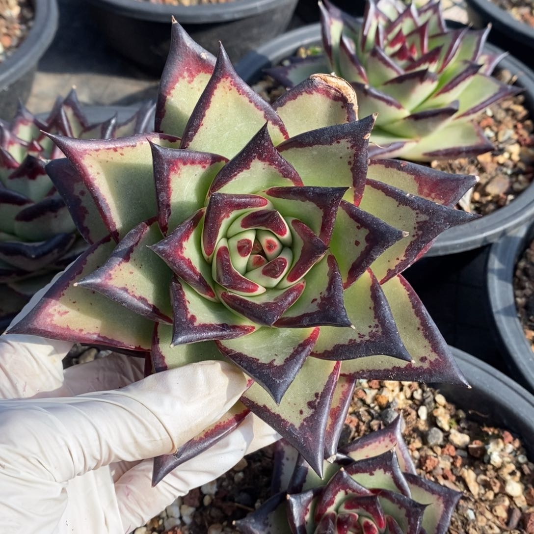 *️****德乌B-25.11.30