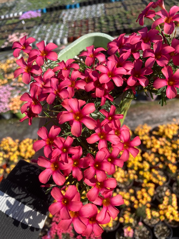 酢浆草早花【自育】赤炼仙子种植播种绿植观赏浇水大球现货