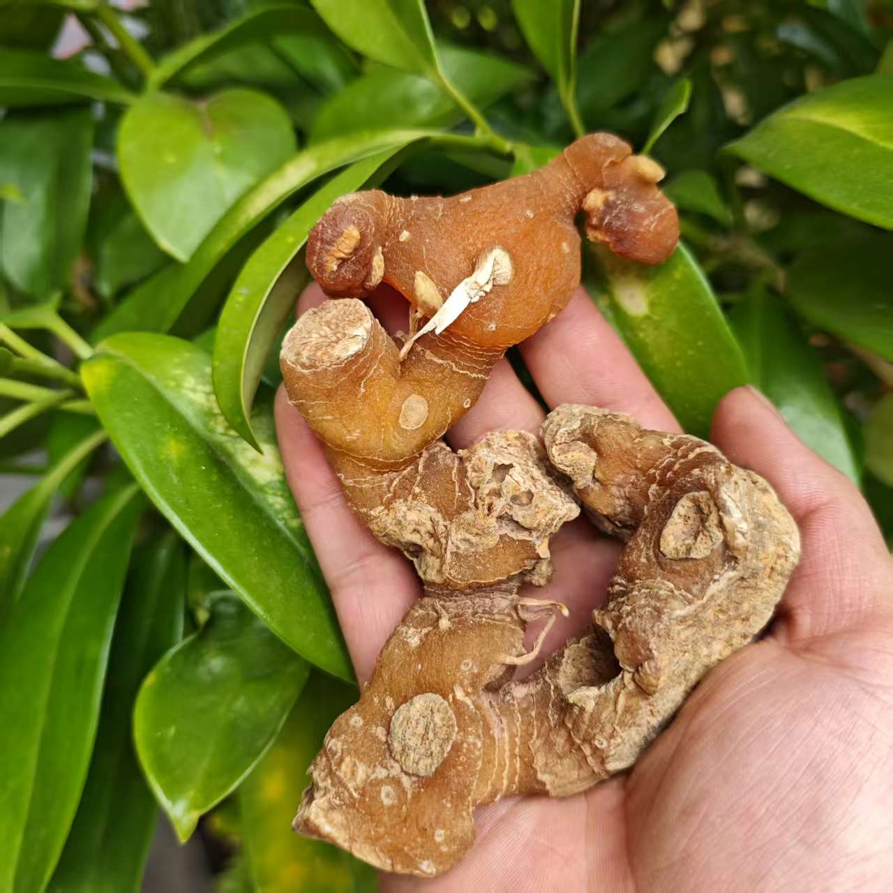 1【太-阳-参】净含量100g-1000g【阿虎现收】菌