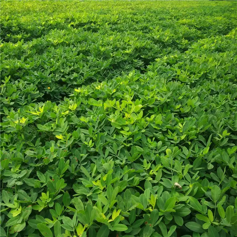 河南老家沙地新鲜花生（现挖先发）