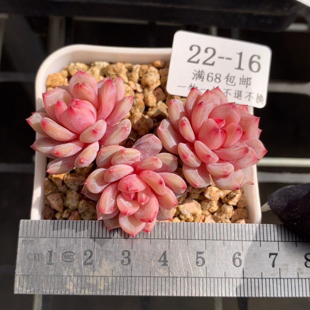 16。星星橙。玉芙蓉。带盆土发货。