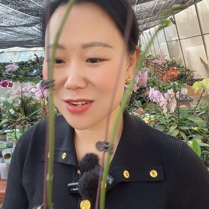 无花朵日光浴蝴蝶兰